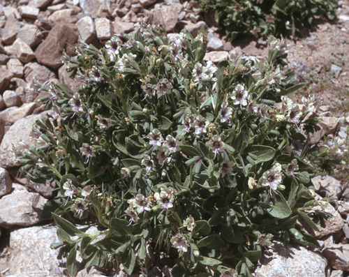 Hyoscyamus rosularis