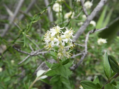 Fendlerella lasiopetala