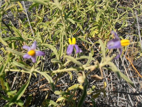 Solanum adoxum