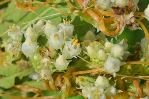 Cuscuta partita