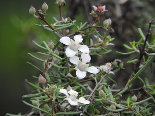 narrow-leaf Fendler-bush