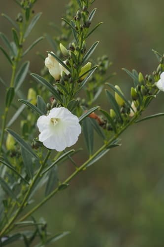 Ipomoea squamisepala