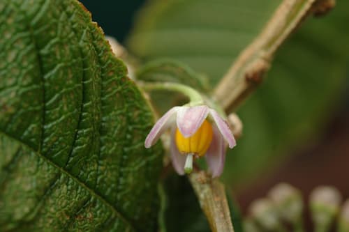Solanum maturecalvans