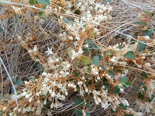 Cuscuta desmouliniana