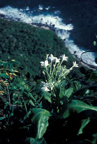 Nicotiana fatuhivensis