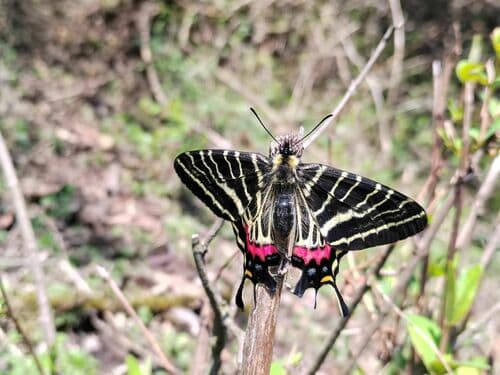 Mansfield's Three-tailed Swallowtail