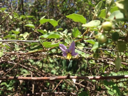 Solanum erythracanthum