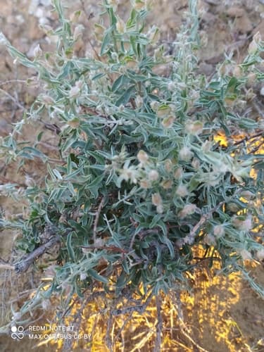 Convolvulus Spinosus