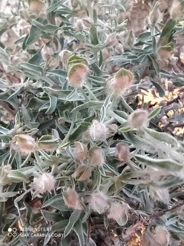 Convolvulus spinosus