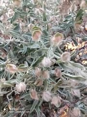 Convolvulus spinosus