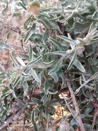 Convolvulus Spinosus