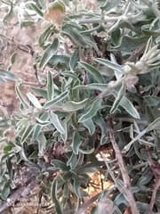 Convolvulus Spinosus