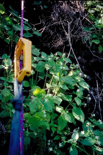 Plakothira parviflora