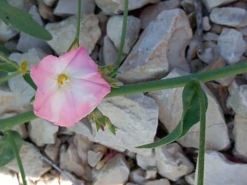 Convolvulus pilosellifolius