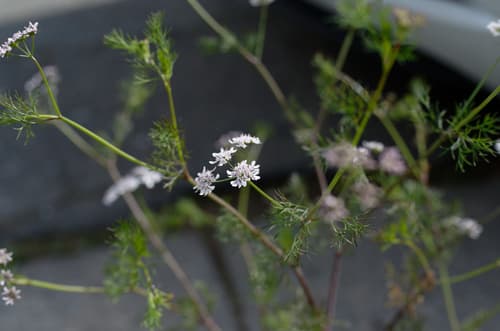 Cilantro / Coriander