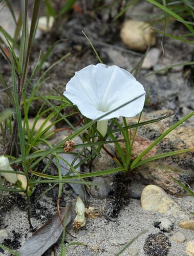 Ipomoea desmophylla
