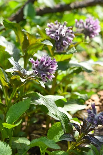 Physochlaina capitata