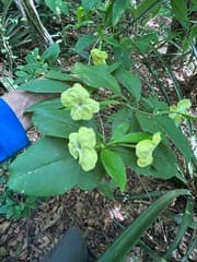 Bolivian Brunfelsia