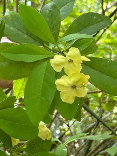 American Brunfelsia