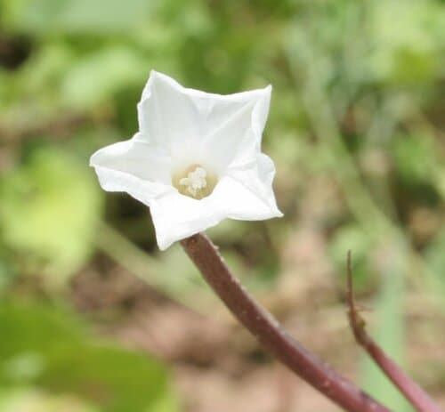Ipomoea diamantinensis