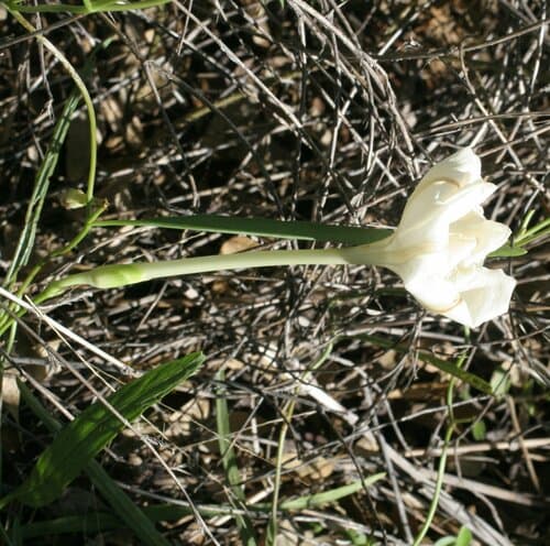 Grass-leaf Morning Glory