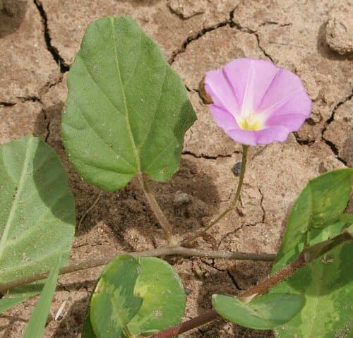 Polymeria quadrivalvis