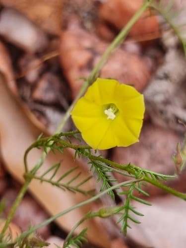 Featherleaf Merremia