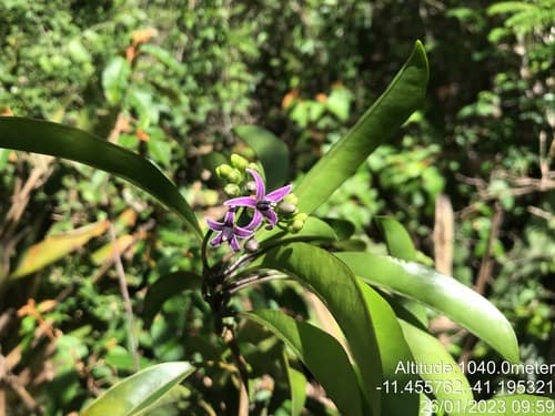 Solanum confertiflorum