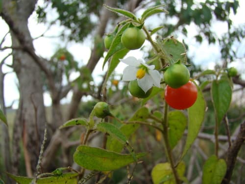 Solanum refractifolium