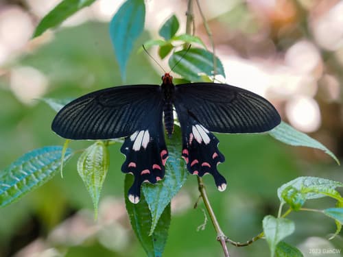 Himalayan Tailed Redbreast