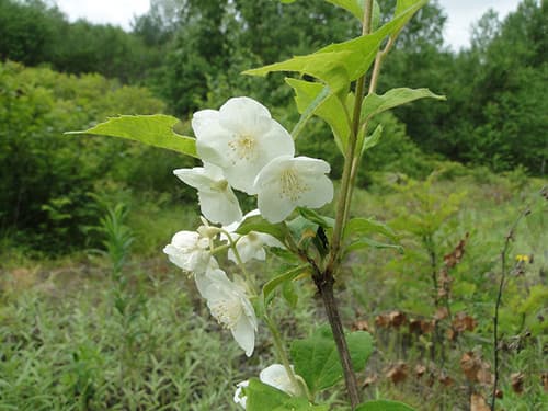 Schrenk's Mock Orange