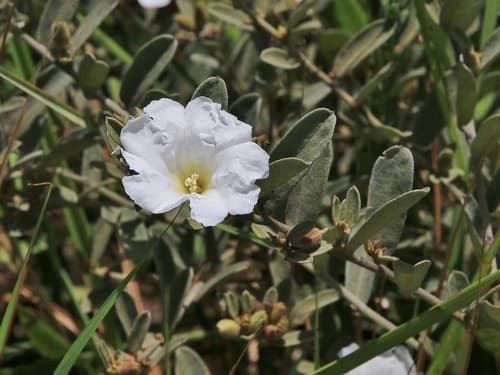 Bonamia austinii