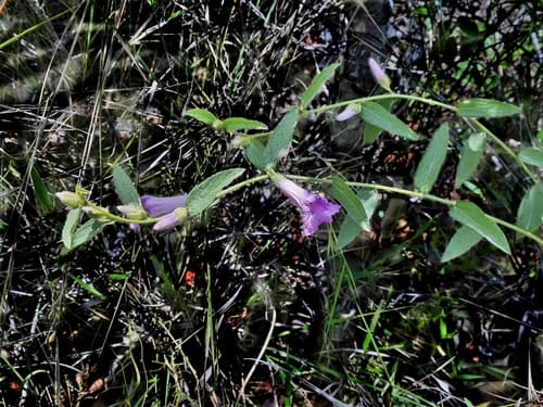 Ipomoea campestris