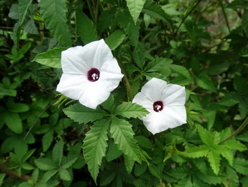 Distimake lobulibracteatus