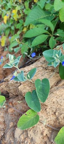 Jacquemontia mucronifera