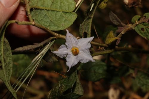 Solanum singulare