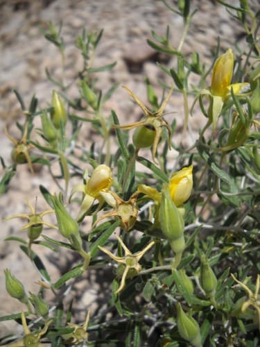 Sevier River stickleaf