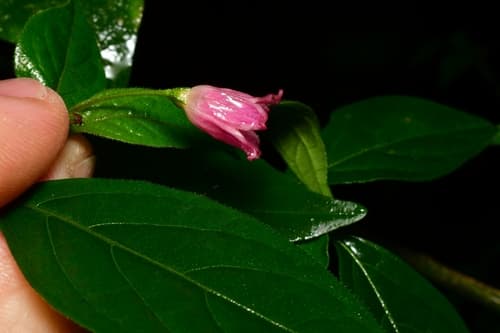 Capsicum friburgense
