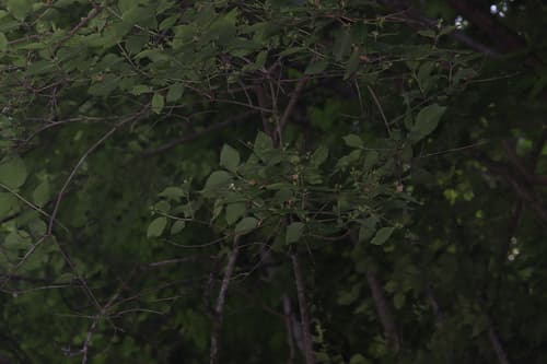 Philadelphus intectus