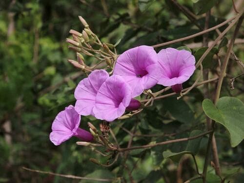 Ipomoea sericosepala