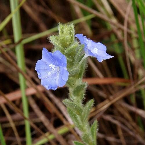 Evolvulus tomentosus