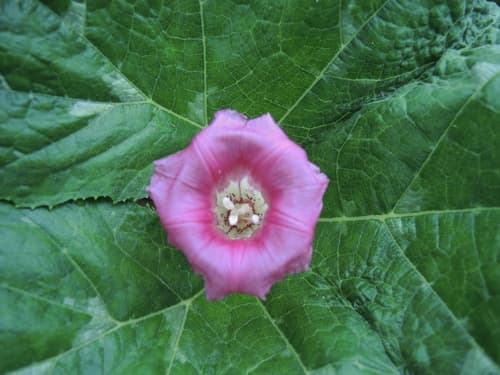 Ipomoea kahloae