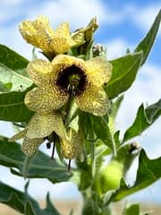 Henbane