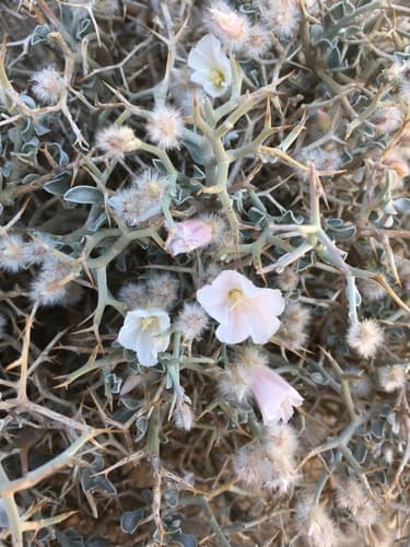 Convolvulus acanthocladus