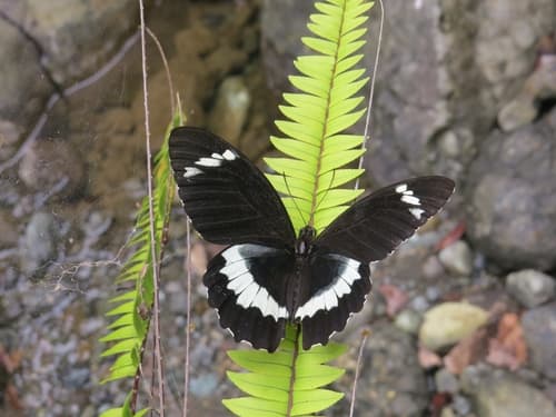 Papilio tydeus