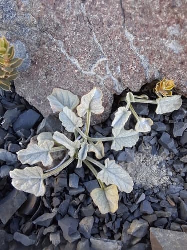 Convolvulus fractosaxosus