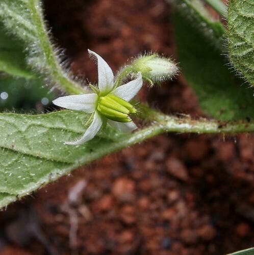 Solanum savannarum