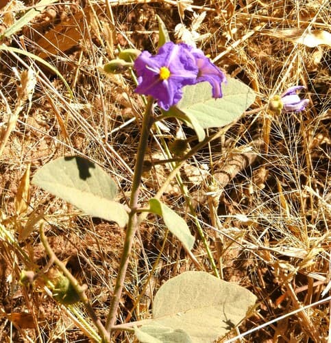 Solanum echinatum
