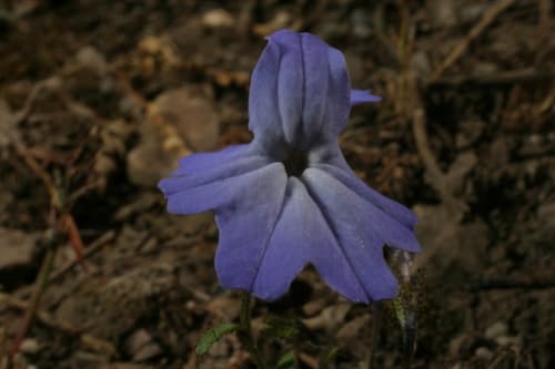 Browallia termophylla
