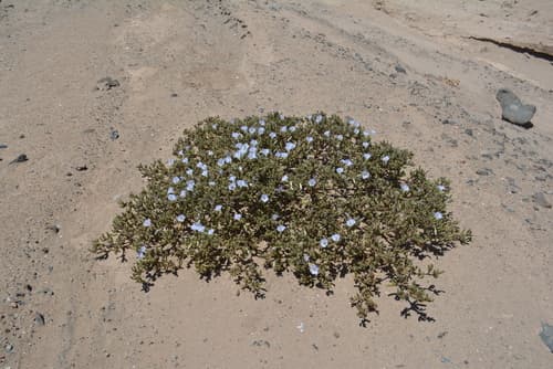 Nolana patachensis